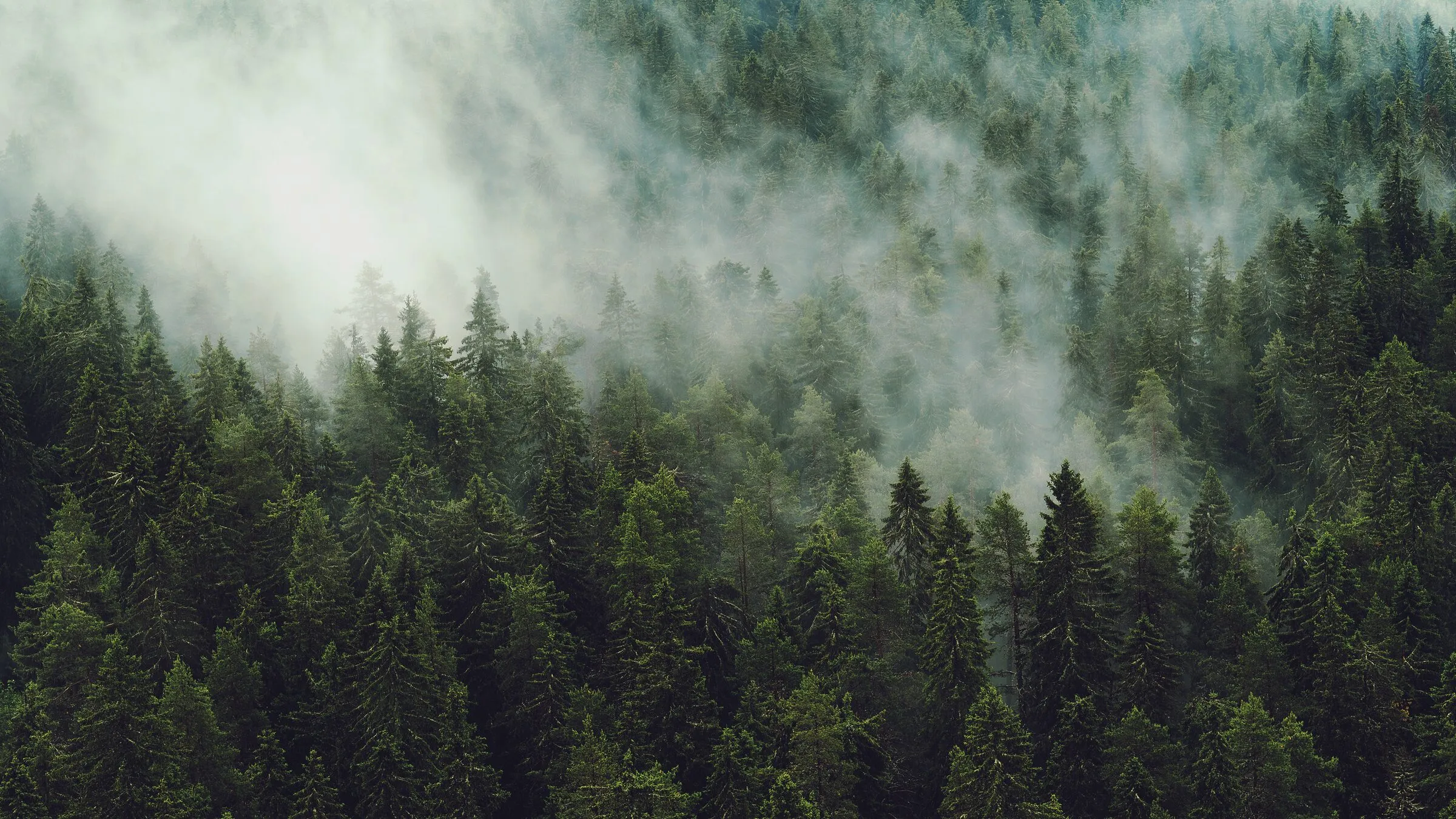 Misty conifer forest